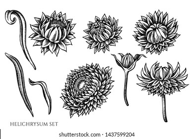 Vector set of hand drawn black and white helichrysum