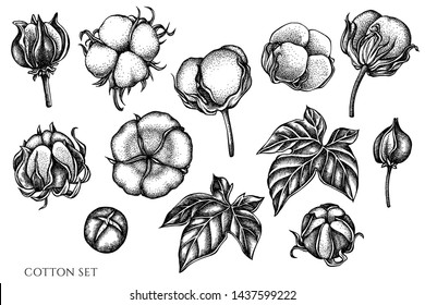 Vector set of hand drawn black and white cotton