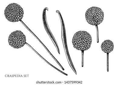Vector set of hand drawn black and white craspedia