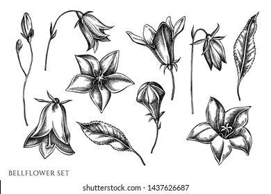 Vector set of hand drawn black and white bellflower