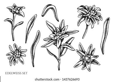 Vector set of hand drawn black and white edelweiss