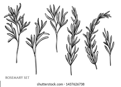 Vector set of hand drawn black and white rosemary