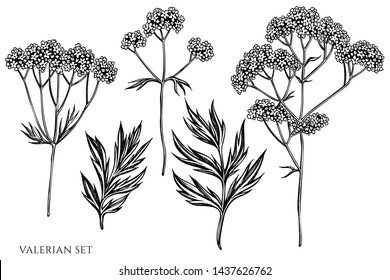 Vector set of hand drawn black and white valerian