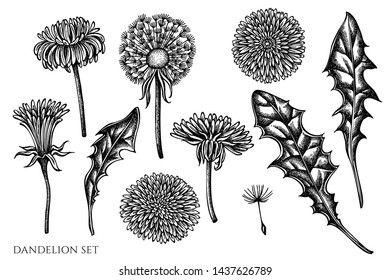 Vector set of hand drawn black and white dandelion