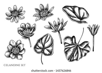 Vector set of hand drawn black and white celandine