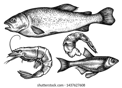 Vector set of hand drawn black and white fish, shrimp