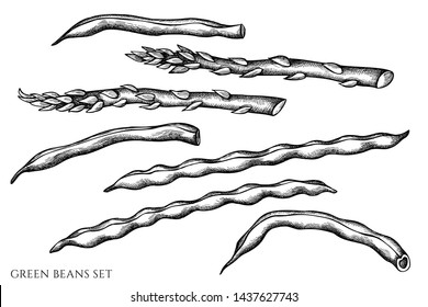 Vector set of hand drawn black and white green beans