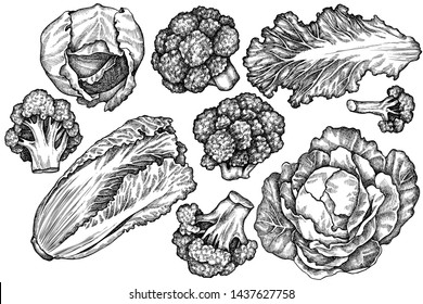 Vector set of hand drawn black and white broccoli, chinese cabbage, cabbage