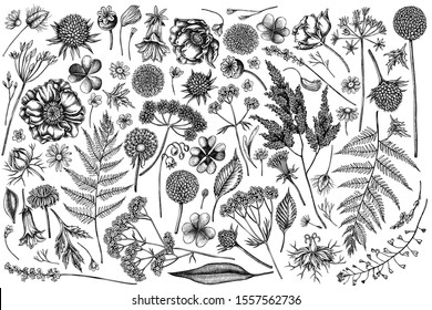 Vector set of hand drawn black and white shepherd's purse, heather, fern, wild garlic, clover, globethistle, gentiana, astilbe, craspedia, lagurus, black caraway, chamomile, dandelion, poppy flower