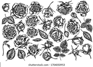 Vector set of hand drawn black and white roses