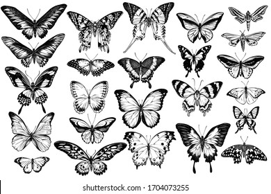 Vektorillustration-Set aus handgezeichnet schwarz-weißer Orangenspitze, smaragdfarbener Schwanz, Dschungelqueens, einfarbiger Tiger, rajah brooke's birdwing, Papilio torquatus, Schwalbenschwanzschmetterling