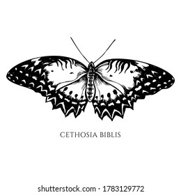 Vector set of hand drawn black and white red lacewing