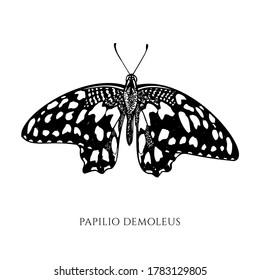 Vector set of hand drawn black and white lemon butterfly