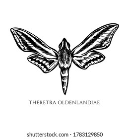 Vector set of hand drawn black and white white-banded hunter hawkmoth