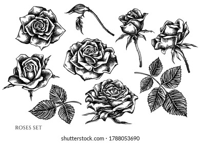 Vector set of hand drawn black and white roses