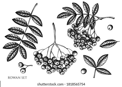 Vector set of hand drawn black and white rowan