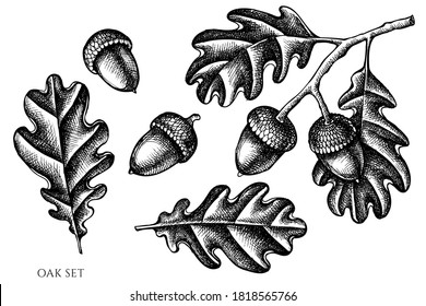 Vector set of hand drawn black and white oak