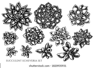 Vector set of hand drawn black and white succulent echeveria