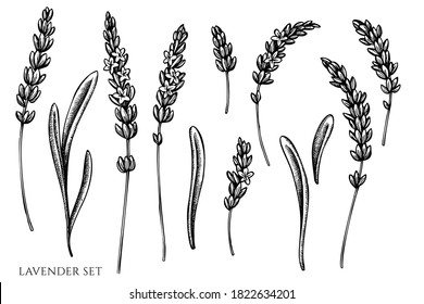 Vector set of hand drawn black and white lavender