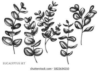 Vector set of hand drawn black and white eucalyptus