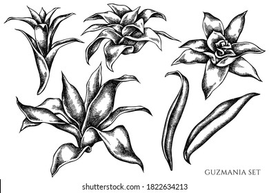 Vector set of hand drawn black and white guzmania