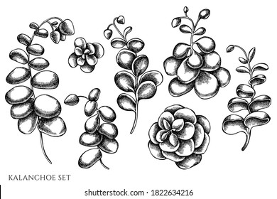 Vector set of hand drawn black and white kalanchoe