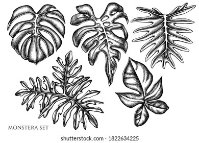 Vector set of hand drawn black and white monstera