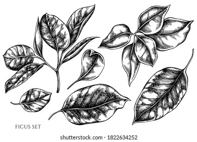 Vector set of hand drawn black and white ficus