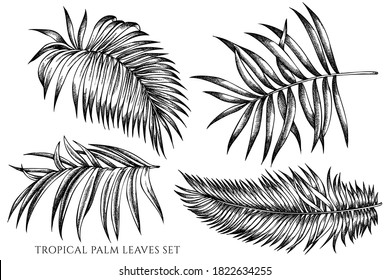 Vector set of hand drawn black and white tropical palm leaves