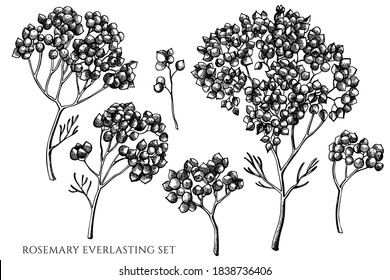 Vector set of hand drawn black and white rosemary everlasting