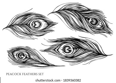 Vector set of hand drawn black and white peacock feathers