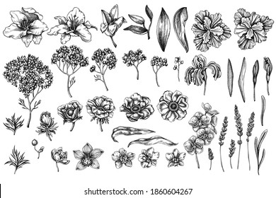 Vector set of hand drawn black and white anemone, lavender, rosemary everlasting, phalaenopsis, lily, iris