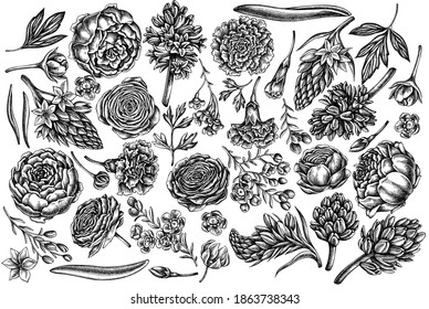 Vektor-Set handgezeichnet, schwarz-weißer Pony, Nelkronen, Rranunculus, Wachsblume, Ornithogalum, Hyazinth