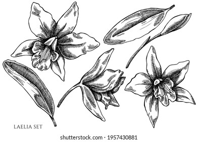 Vector set of hand drawn black and white laelia