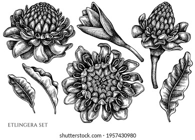 Vector set of hand drawn black and white etlingera