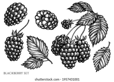 Vector set of hand drawn black and white blackberry