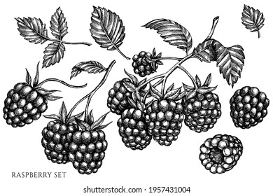 Vector set of hand drawn black and white raspberry