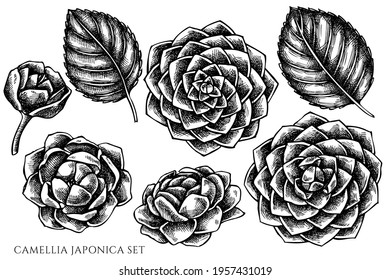 Vector set of hand drawn black and white camellia japonica