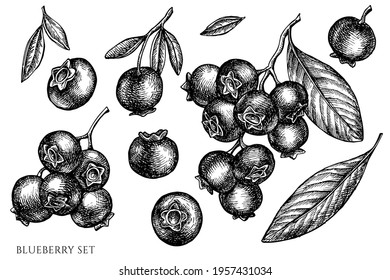 Vector set of hand drawn black and white blueberry