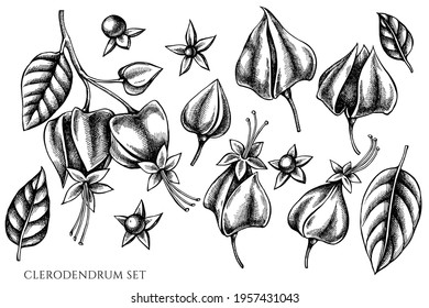 Vector set of hand drawn black and white clerodendrum