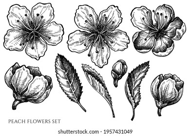 Vector set of hand drawn black and white peach flowers