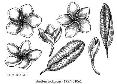 Vector set of hand drawn black and white plumeria