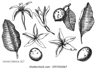 Vector set of hand drawn black and white hancornia