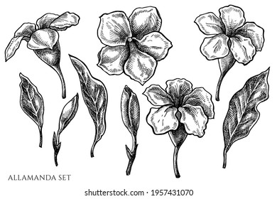 Vector set of hand drawn black and white allamanda