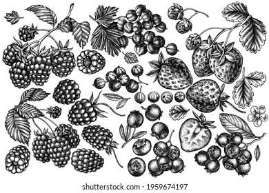 Vector set of hand drawn black and white strawberry, blueberry, red currant, raspberry, blackberry