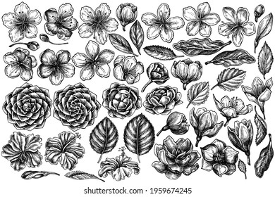 Vector set of hand drawn black and white hibiscus, plum flowers, peach flowers, sakura flowers, magnolia flowers, camellia japonica