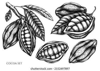 Vector set of hand drawn black and white cocoa