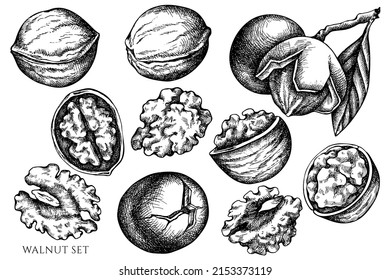 Vector set of hand drawn black and white walnut