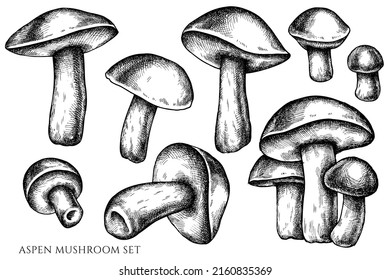 Vector set of hand drawn black and white aspen mushroom