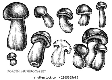 Vector de porcini blanco y negro dibujado a mano